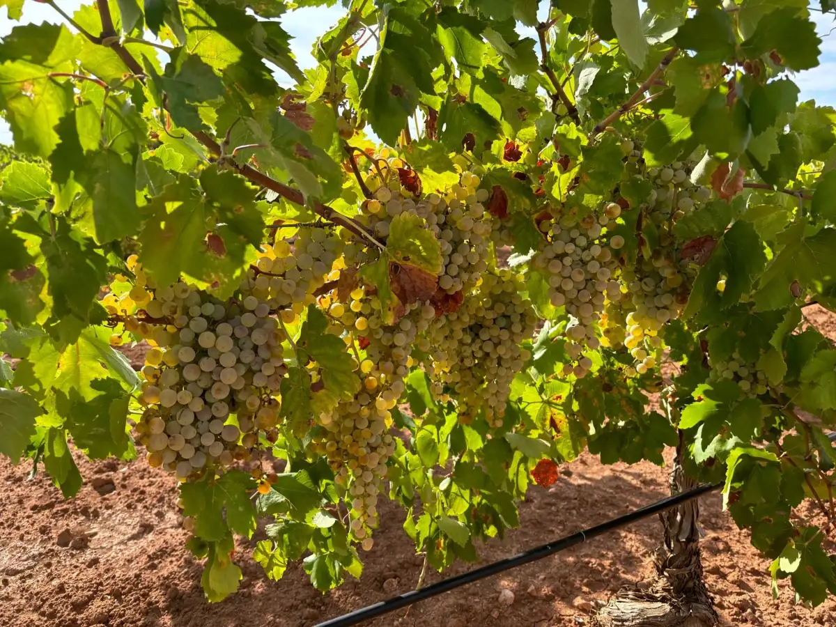 Green grape bunches on the vine at the end of the season
